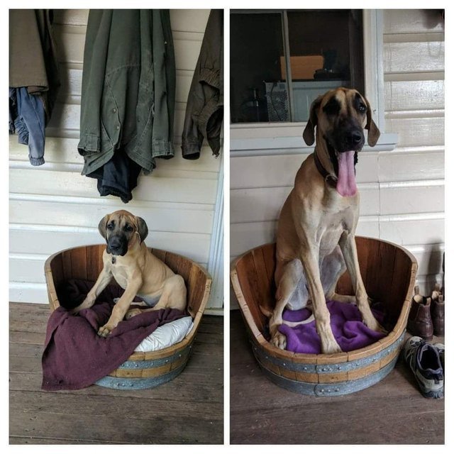 Side-by-side photos of dog as a puppy and as an adult in the same bed.