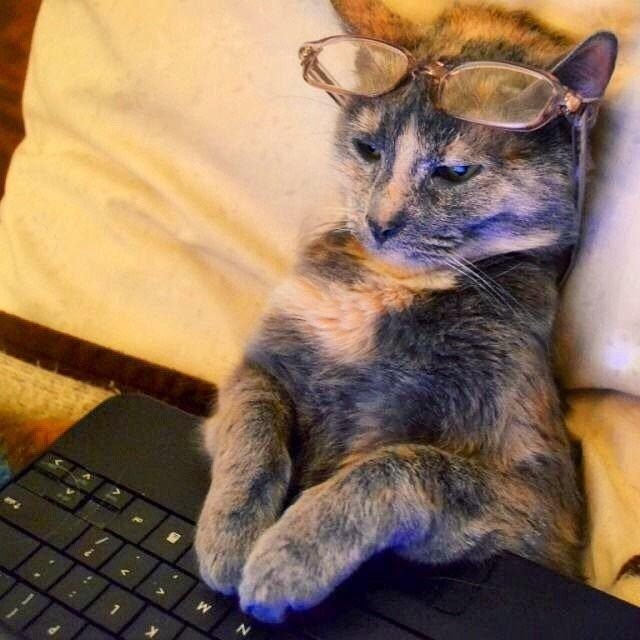 Cat wearing glasses looks at laptop screen.