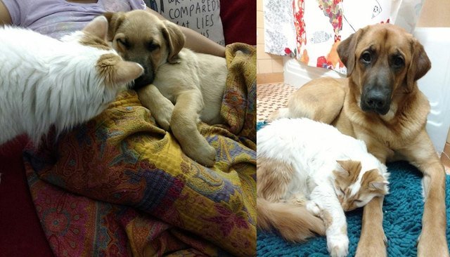 Side-by-side photos of cat and dog as a puppy and an adult.