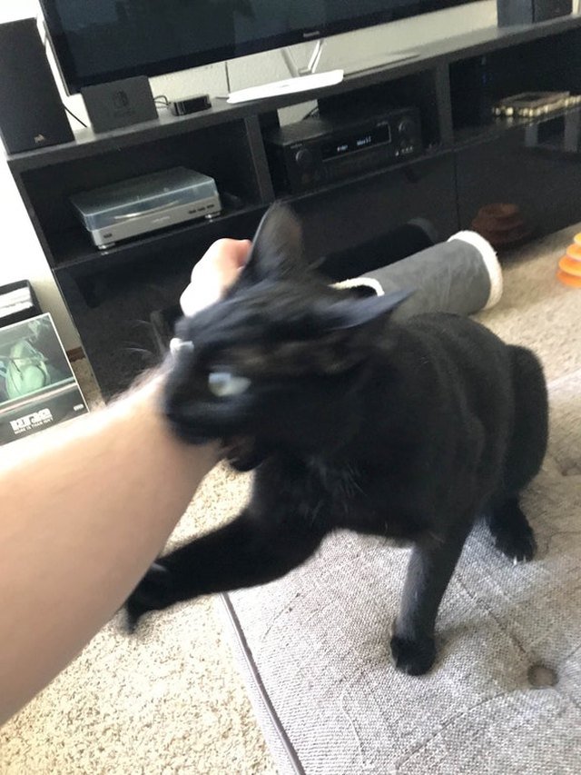 Cat biting human