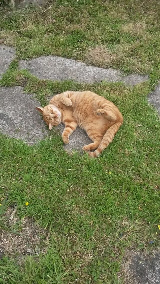 Cat sleeping outdoors.
