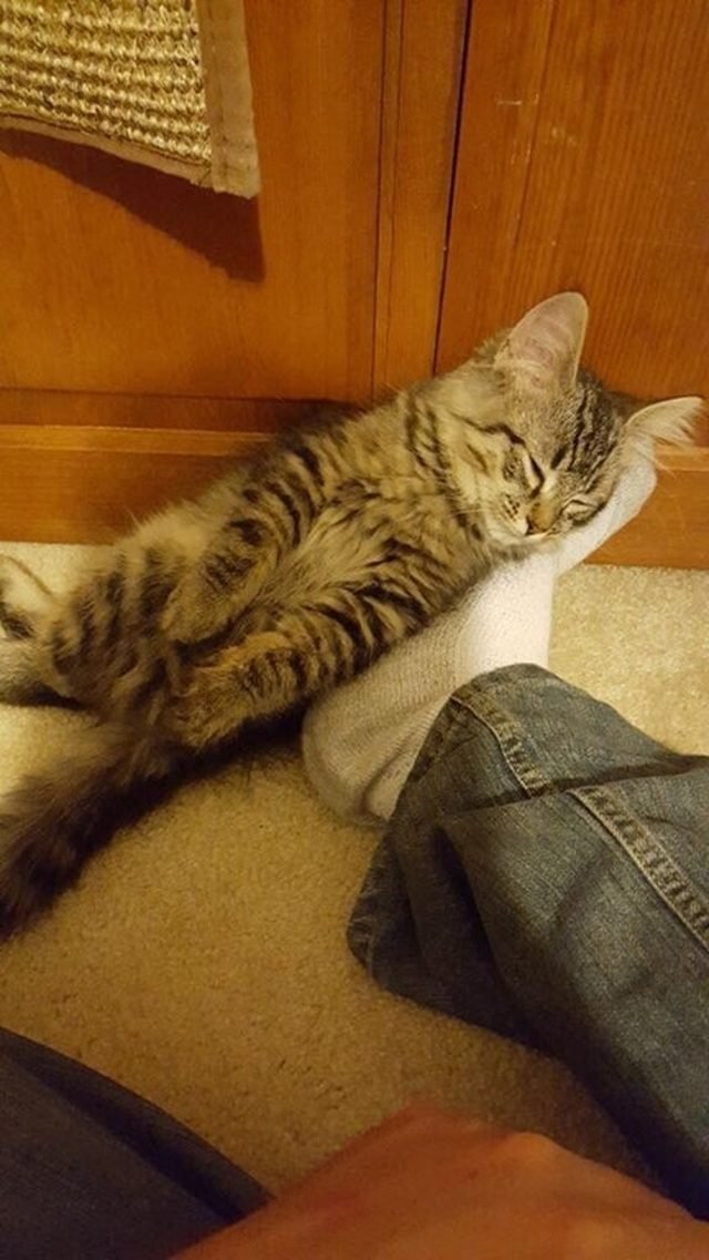 Kitten sleeping on socked foot.