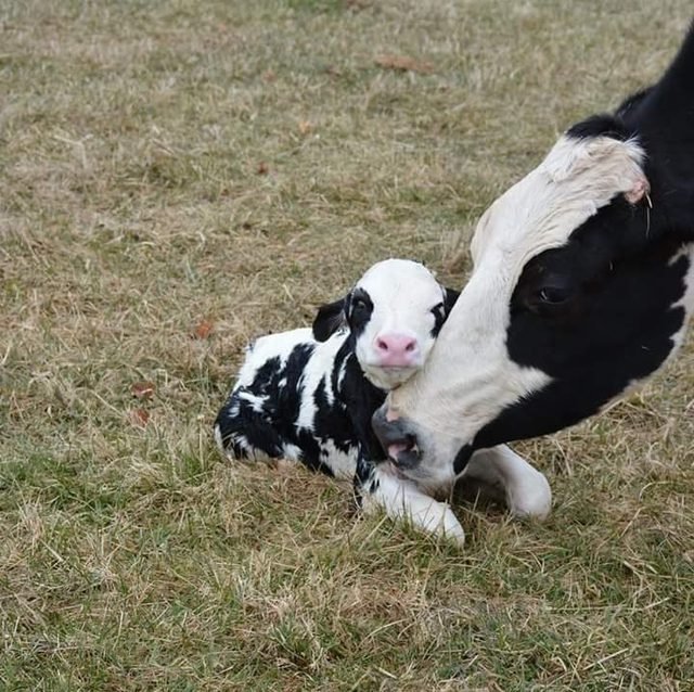 Cow nuzzling her newborn calf.