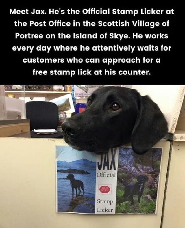 Dog at post office with sign proclaiming him official stamp licker.