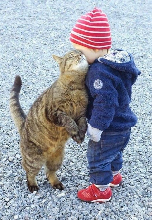 Cat rubbing its face against toddler.