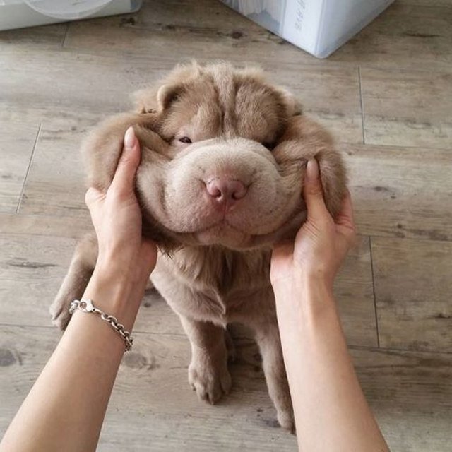 Dog with its face squished.