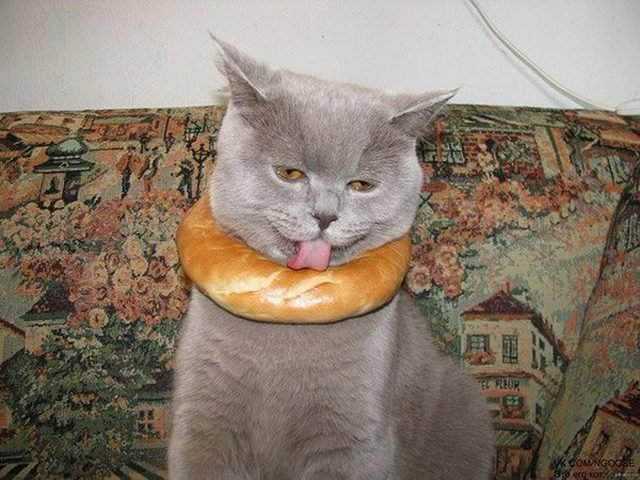 Cat with a bagel around his neck and he
