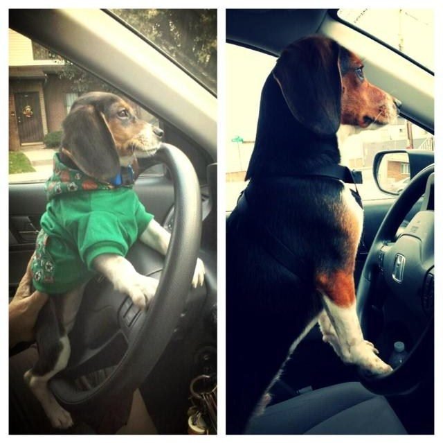 Side by side photos of dog behind wheel of a car as a puppy and dog as an adult.