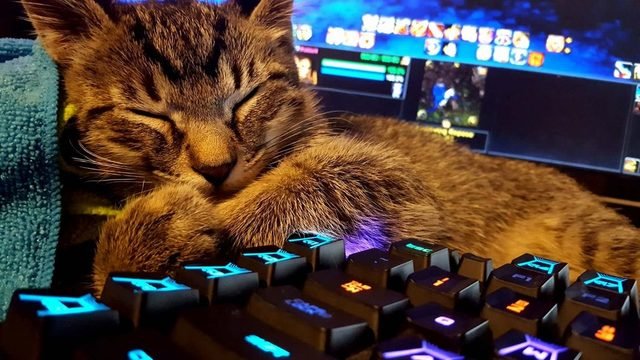 Cat sleeping next to computer keyboard.