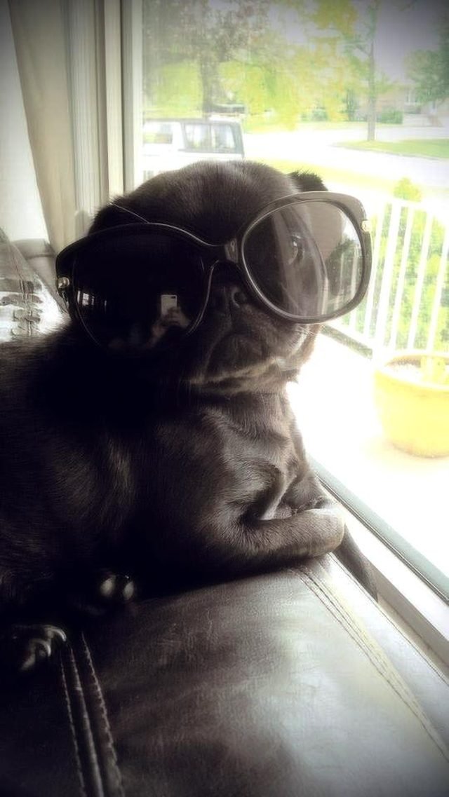 Pug pup in sunglasses