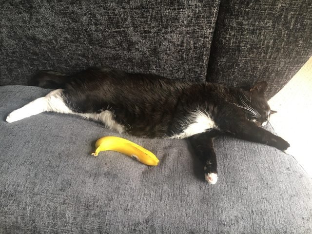 Cat with a banana for scale