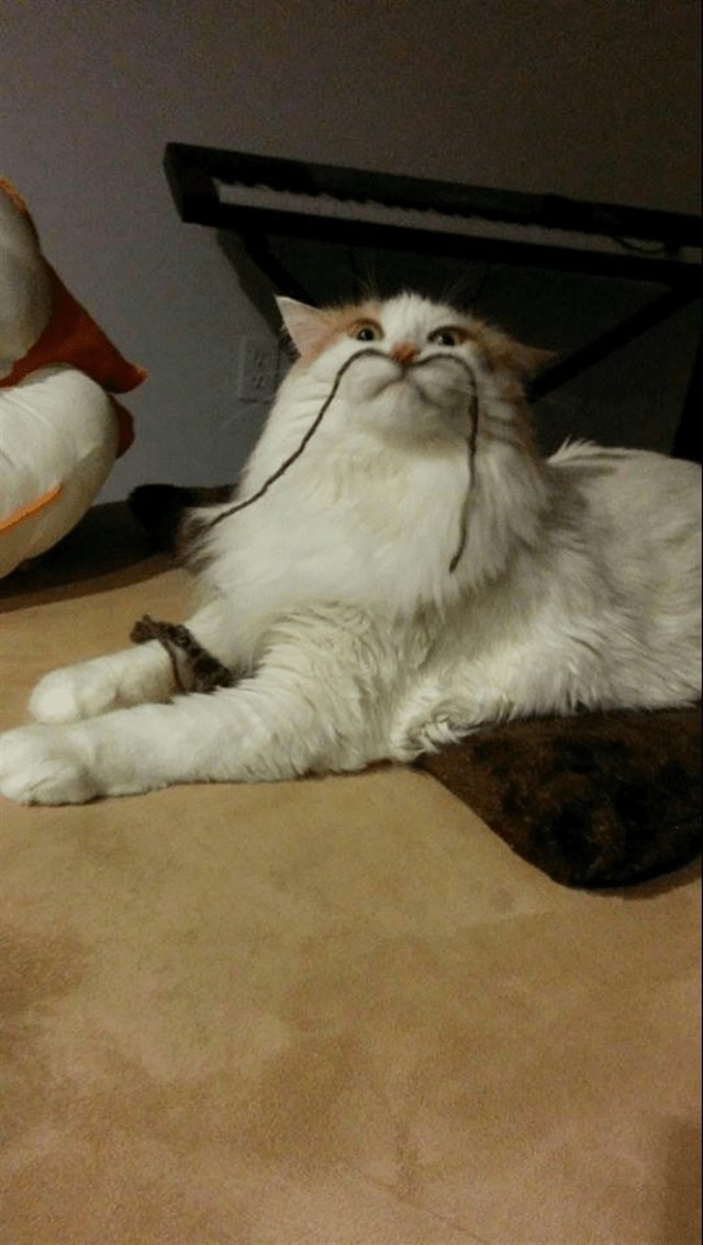 Cat with a string that looks like a mustache
