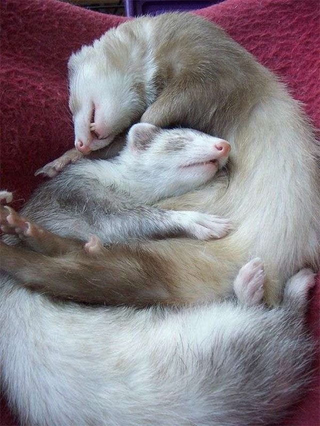 Two sleeping ferrets cuddled together.