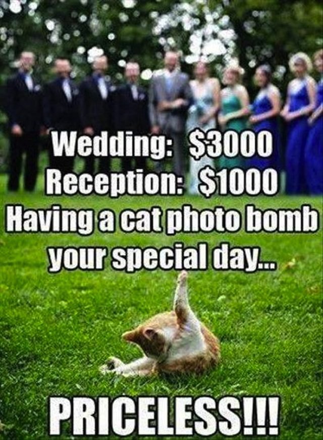 Cat licking butt in wedding pic