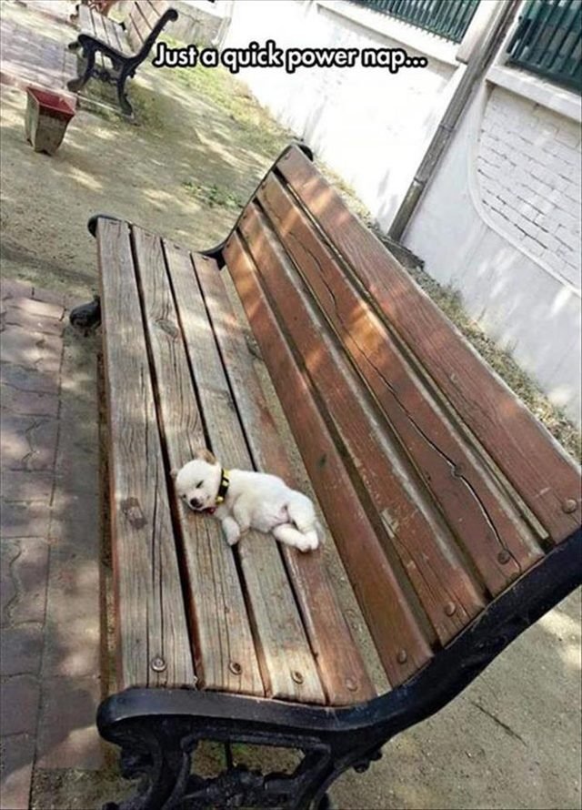 Tiny little puppy snoozing on a park bench