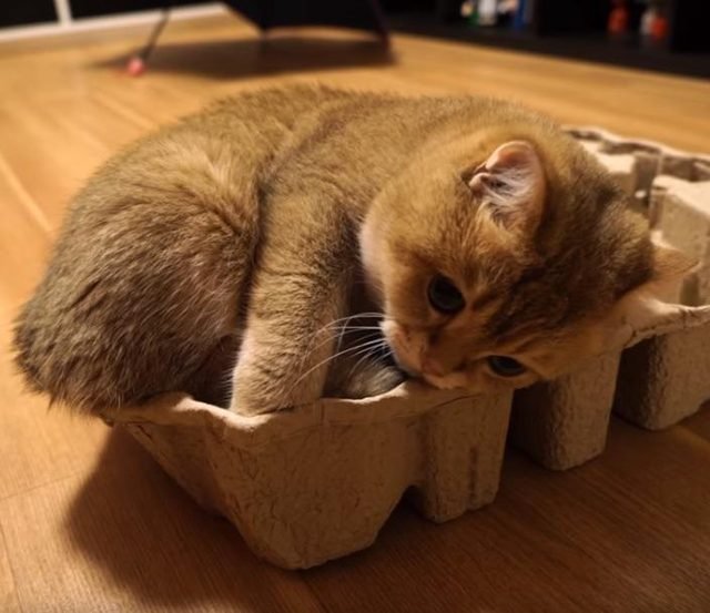 Kitten curled in egg carton.