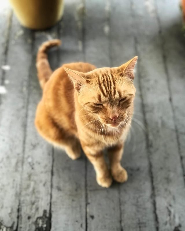 21 raisons pour lesquelles les chats orange tabby sont les meilleurs chats tabby