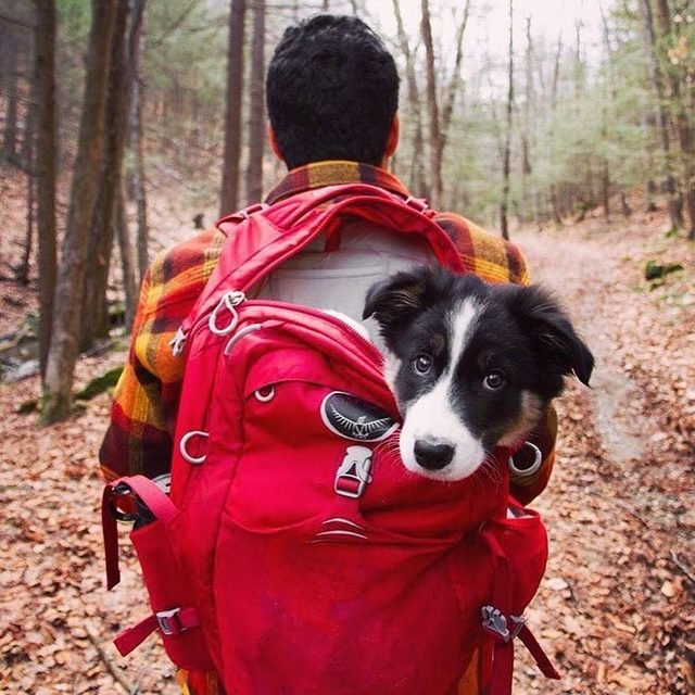 23 dogs living their best life as camping rock stars
