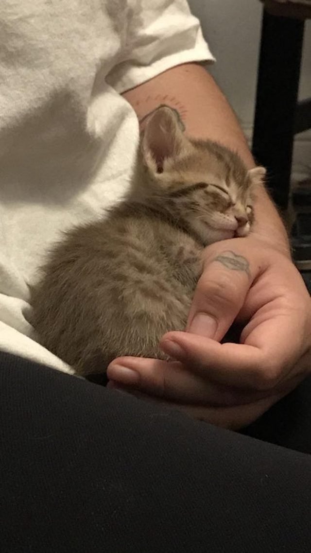 Kitten sleeping on arm.
