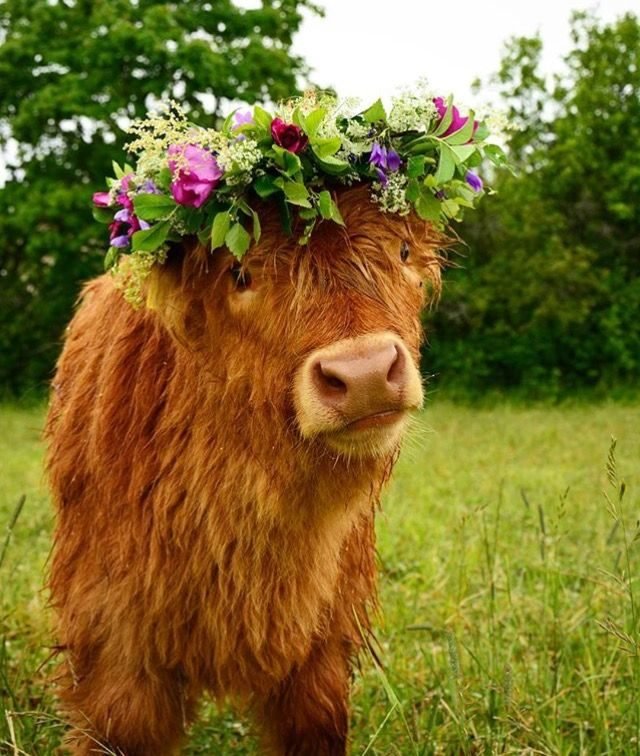 Cow wearing a flower crown.