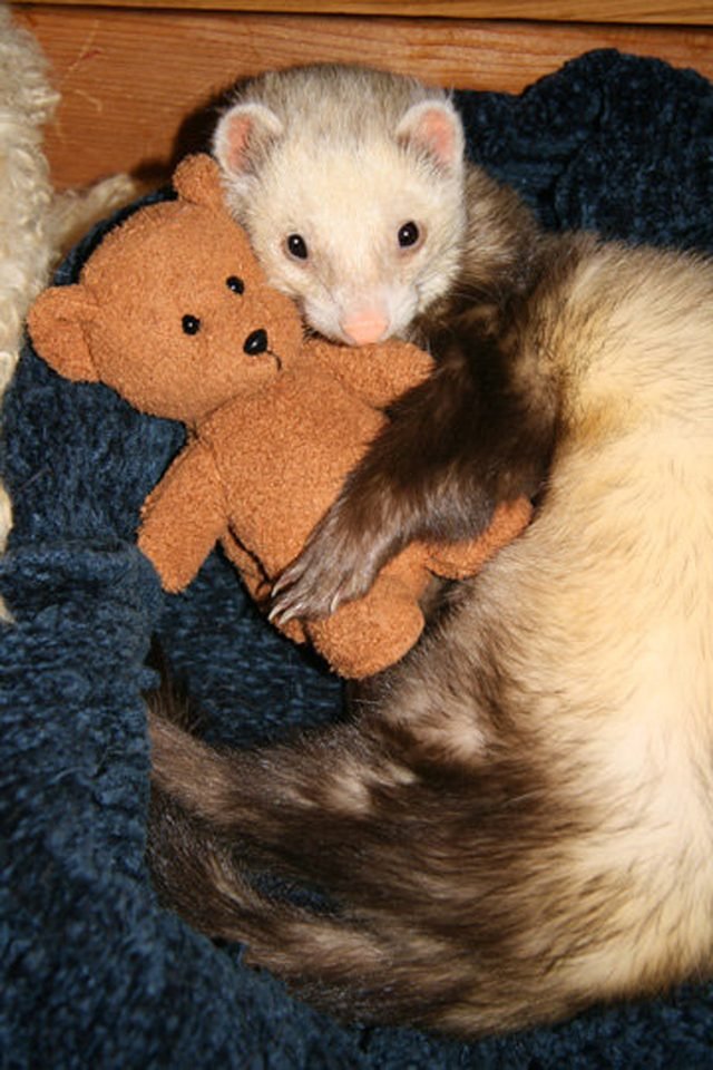 Ferret cuddling a miniature teddy bear.