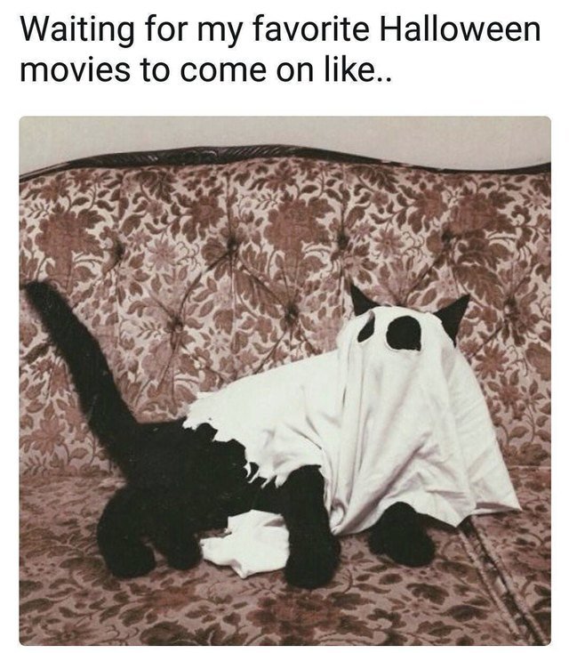 Cat in a ghost costume