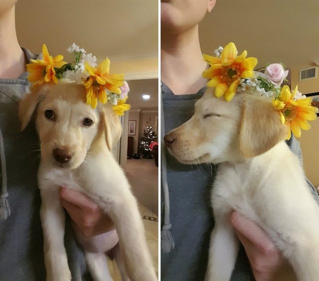 Puppy wearing a flower crown.