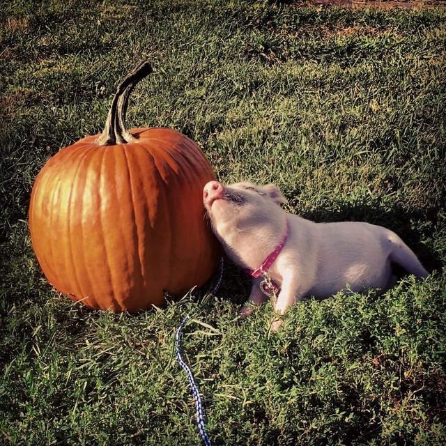 Piglet rubbing against large pumpkin.
