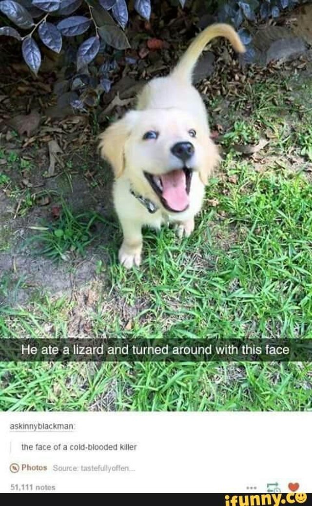 Happy puppy ate a lizard!