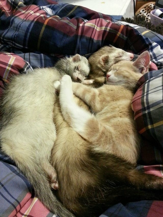 Two ferrets and a cat sleeping in a pile.