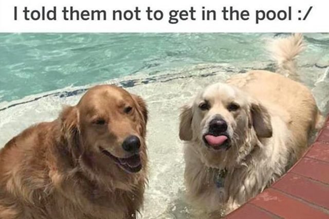 two dogs in the pool