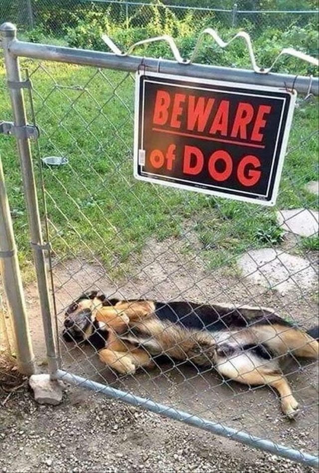 Beware of Dog sign and a not very scary dog