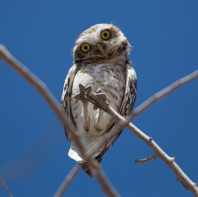 Just 19 of the cutest owls to ever owl