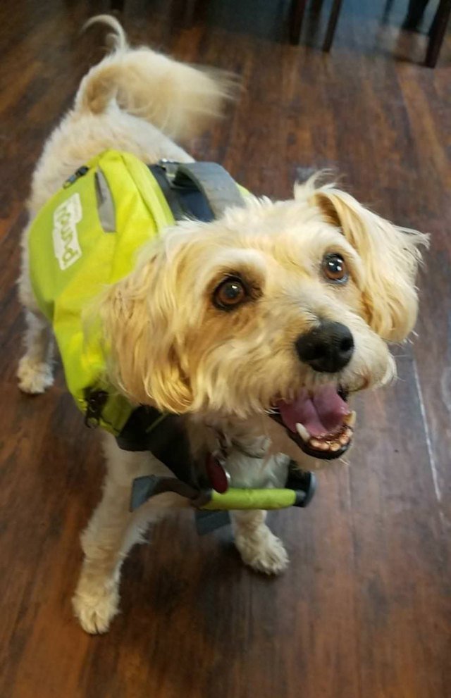 Dog wearing a backpack.