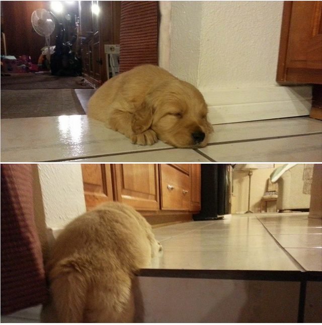 Puppy napping on stairs.