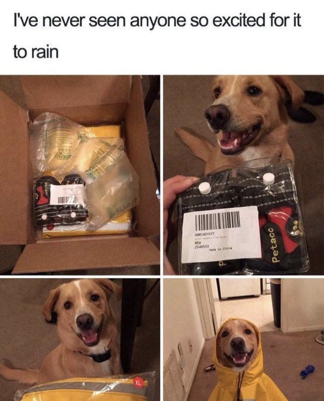 Dog really excited about rain coat