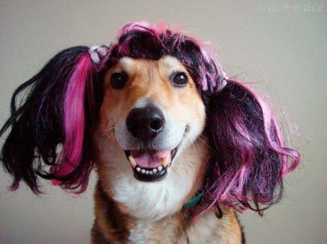 Happy dog in purple pigtails