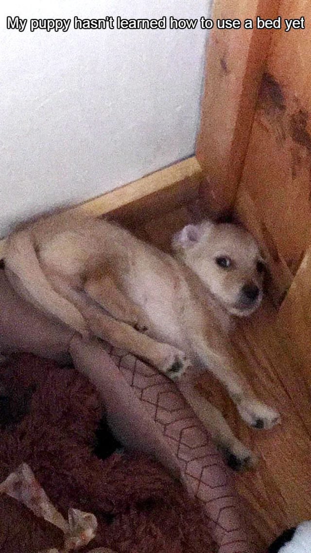 Puppy tucked in a corner behind a dog bed.