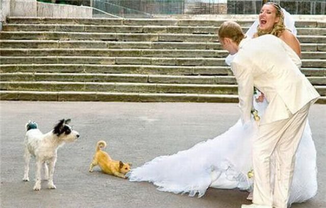 Little dog playing tug of war with bride
