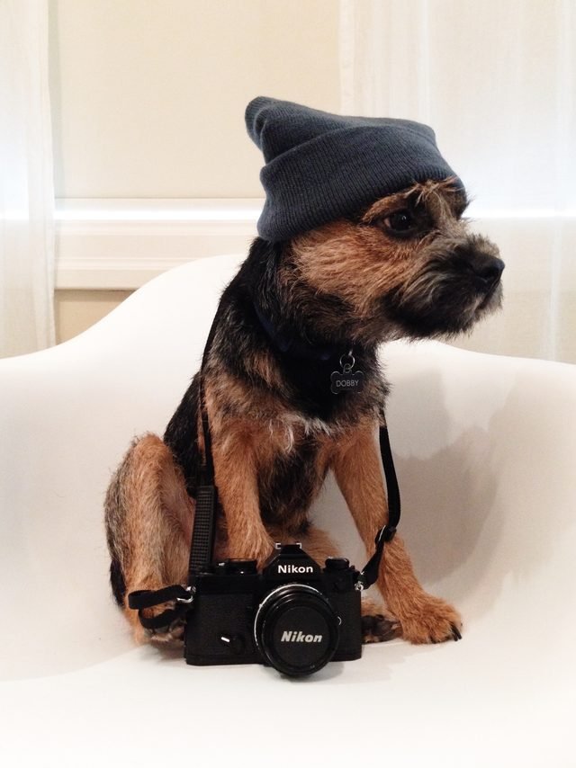 Dog with knit beanie and film camera.