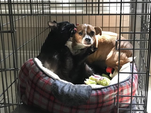 Dog and cat sharing a bed in a kennel.
