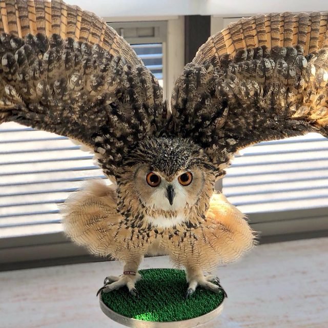 Just 19 of the cutest owls to ever owl