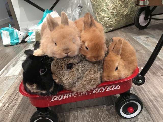 Five rabbits piled into a small radio flyer wagon.