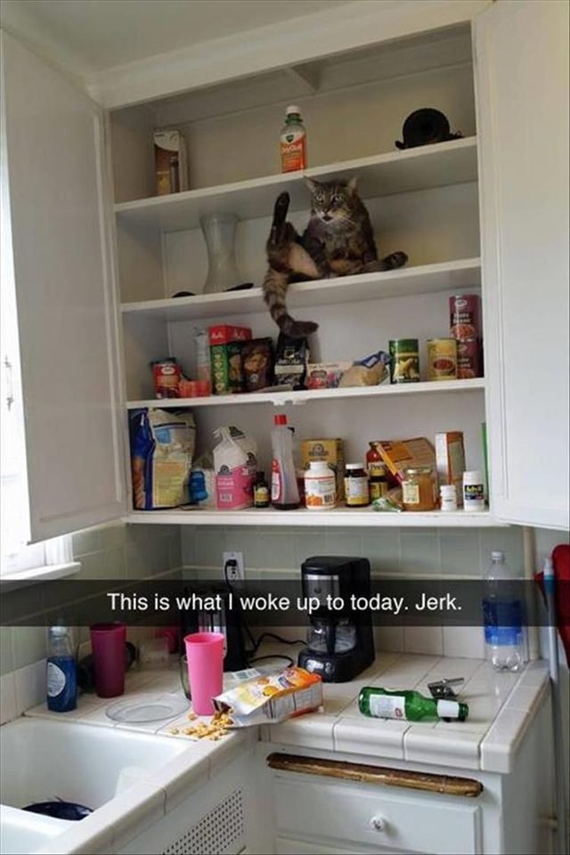 Cat trashed the kitchen and is licking his butt in the cupboard