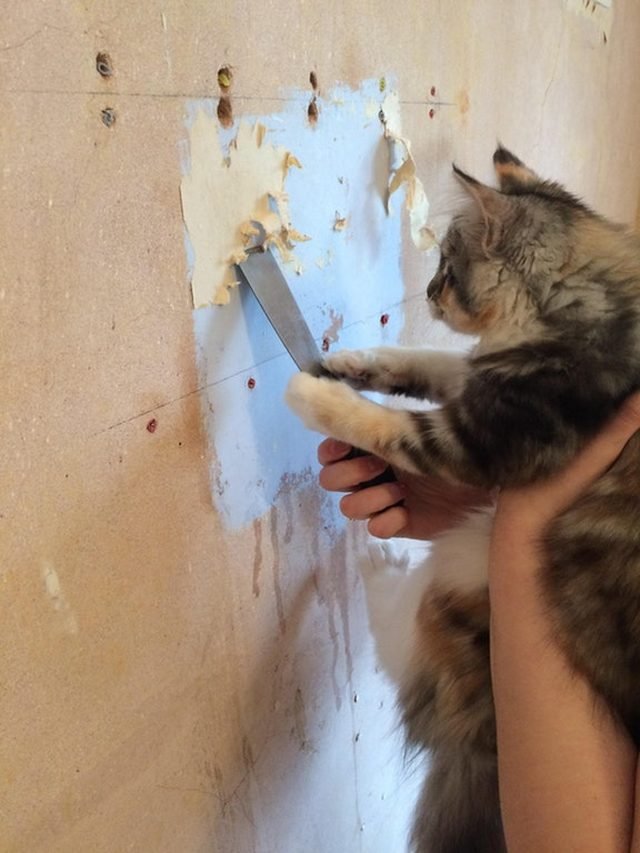 Cat scraping paint off a wall with palette knife.