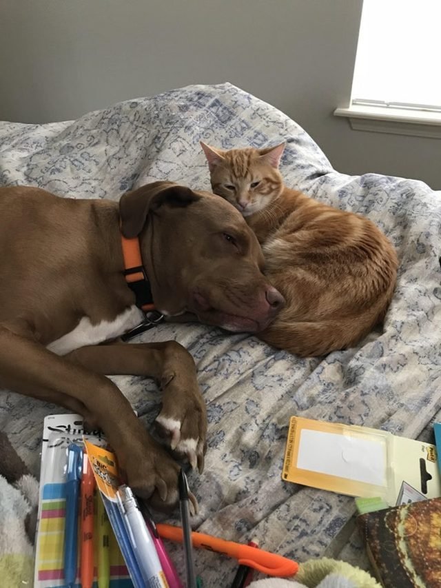 Dog and cat sleeping next to each other with office supplies.