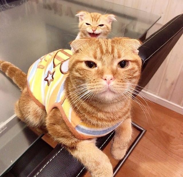 anime orange tabby cat