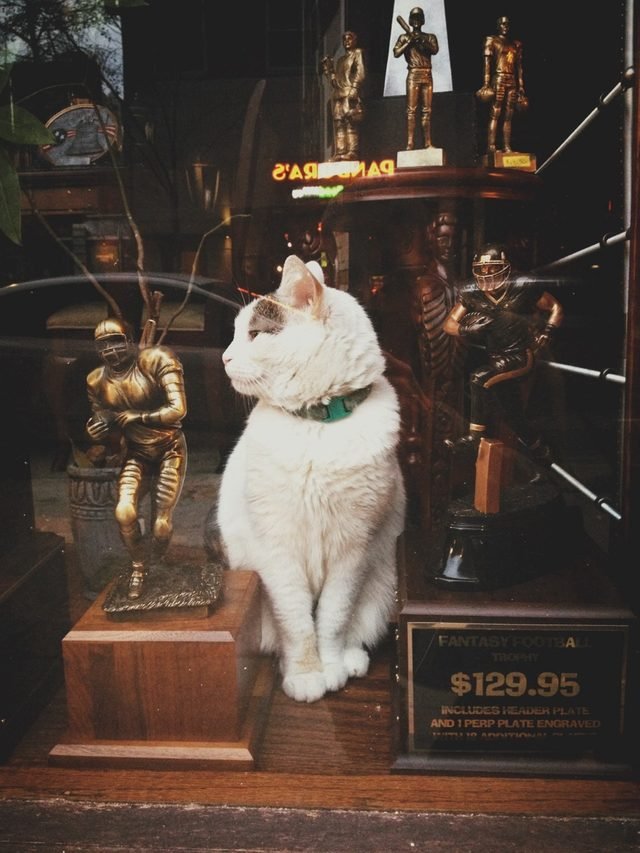 Cat in the window of a trophy shop.