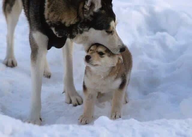 Dog with its mouth on a puppy