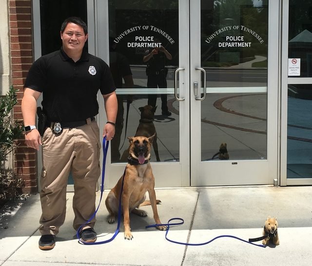 Police dog posing with stuffed animal dog.